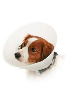 Límec ochranný BUSTER neprůhled.Classic Collar sada7ks